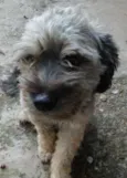 fofo