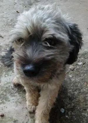 Cachorro raça Poodle idade 1 ano nome fofo