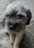 fofo