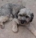fofo