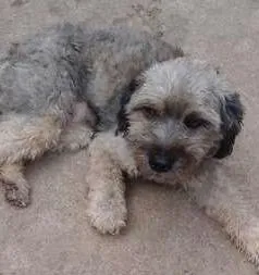 Cachorro ra a Poodle idade 1 ano nome fofo