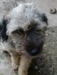 fofo