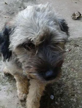 Cachorro ra a Poodle idade 1 ano nome fofo