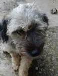 fofo