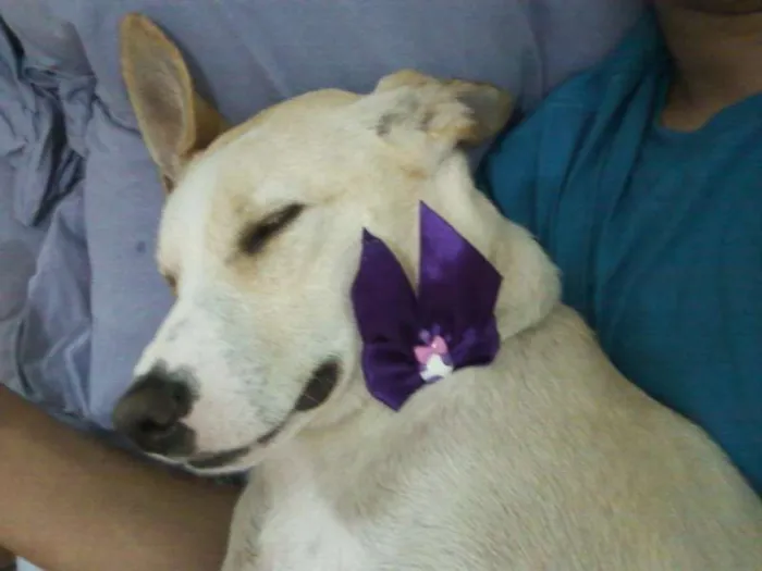 Cachorro ra a labrador com algum outra raça idade 2 anos nome lolla