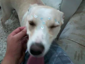 Cachorro raça labrador com algum outra raça idade 2 anos nome lolla