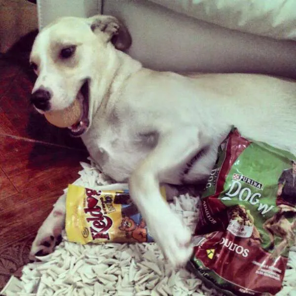 Cachorro ra a labrador com algum outra raça idade 2 anos nome lolla