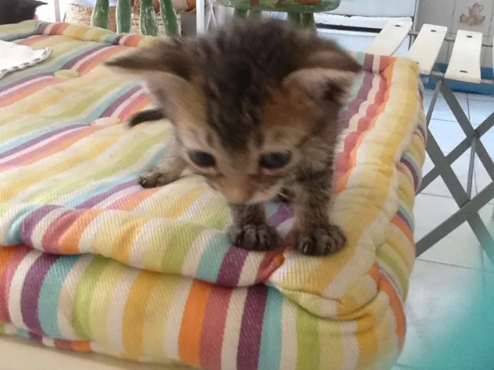 Gato ra a Sem definição idade Abaixo de 2 meses nome Sem nome