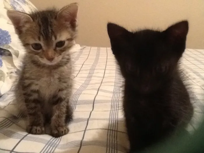 Gato ra a Sem definição idade Abaixo de 2 meses nome Sem nome