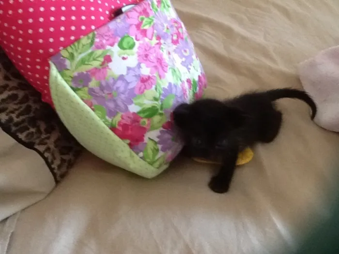 Gato ra a Sem definição idade Abaixo de 2 meses nome Sem nome