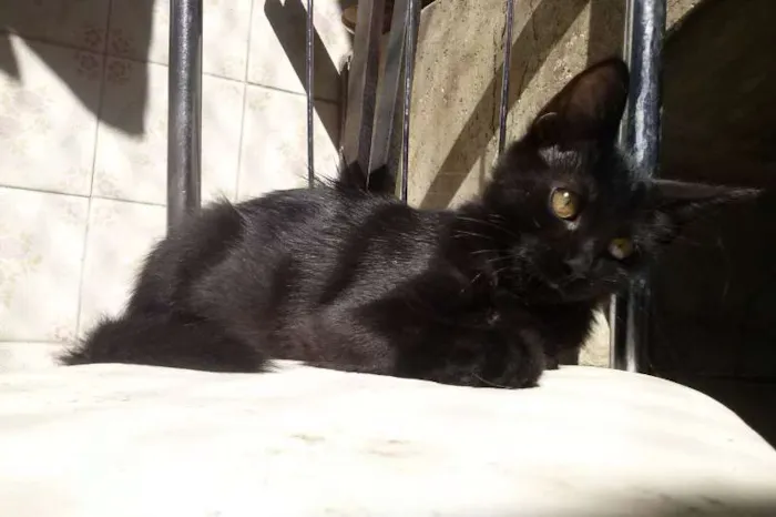 Gato ra a SRD idade 2 a 6 meses nome Mina Murray
