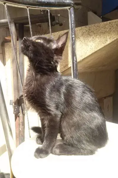 Gato ra a SRD idade 2 a 6 meses nome Mina Murray
