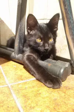Gato raça SRD idade 2 a 6 meses nome Mina Murray