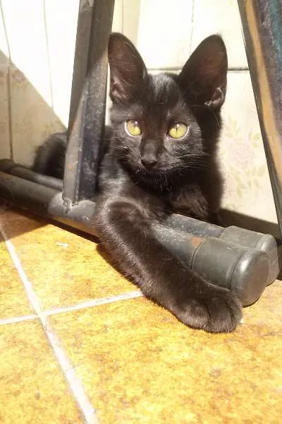 Gato ra a SRD idade 2 a 6 meses nome Mina Murray