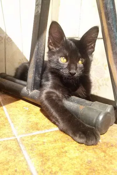 Gato ra a SRD idade 2 a 6 meses nome Mina Murray