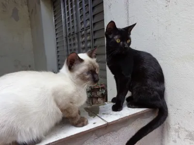 Gato ra a SRD idade 2 a 6 meses nome Juju e Bidu