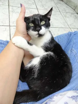 Gato raça SRD idade 1 ano nome Louise