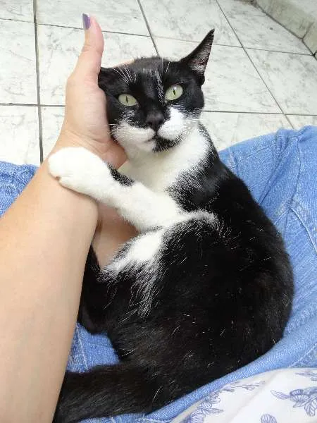 Gato ra a SRD idade 1 ano nome Louise