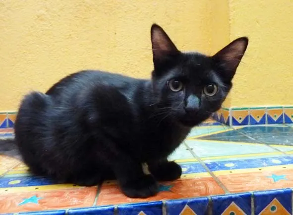 Gato ra a SRD idade 2 a 6 meses nome Teka