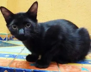 Gato raça SRD idade 2 a 6 meses nome Teka