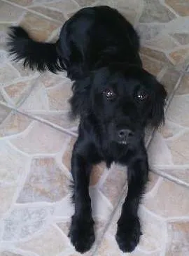 Cachorro raça desconhecida idade 1 ano nome desconhecido