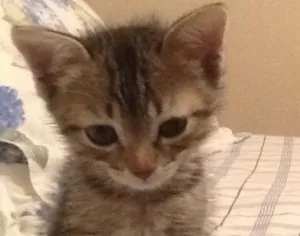 Gato raça Sem definição idade Abaixo de 2 meses nome Sem nome