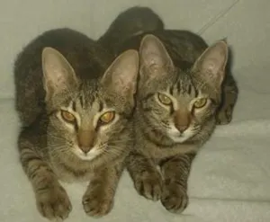 Gato raça  idade 2 a 6 meses nome Mel