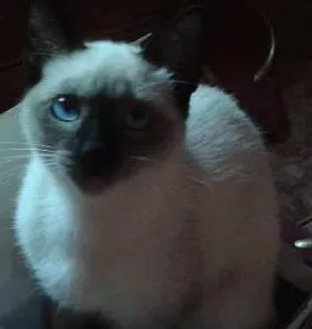 Gato ra a Siamês idade 2 a 6 meses nome Branca de Neve GRAT