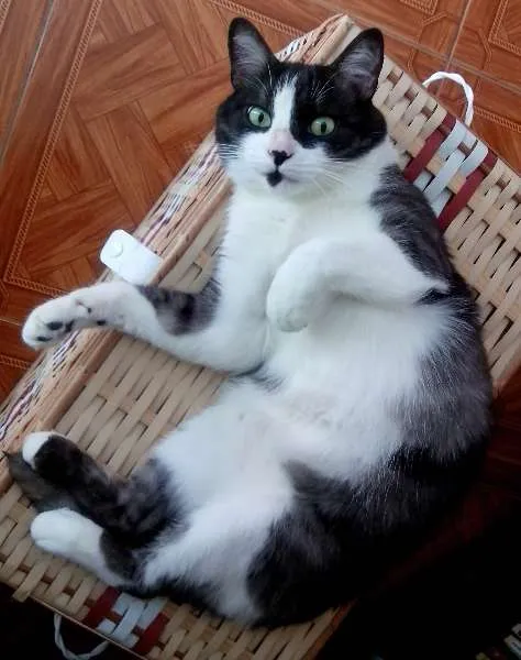 Gato ra a SRD idade 5 anos nome Milk