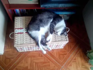 Gato raça SRD idade 5 anos nome Milk
