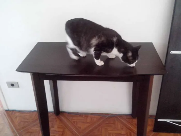 Gato ra a SRD idade 5 anos nome Milk