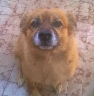 Cachorro raça vira lata idade 4 anos nome Max