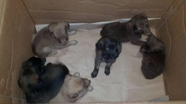 Cachorro ra a não definida idade Abaixo de 2 meses nome Sete filhotes