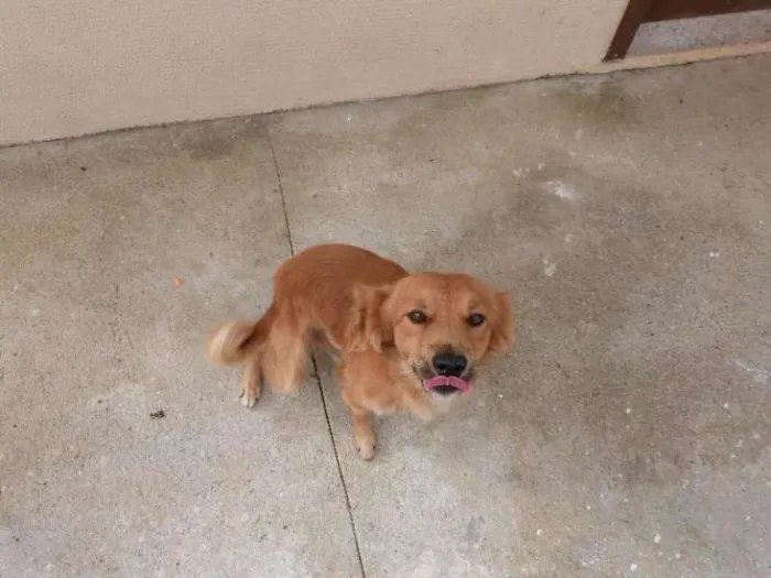 Cachorro ra a SRD idade 1 ano nome Zeus