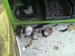 Gato ra a SRD idade 2 a 6 meses nome Filhotes da Alegria
