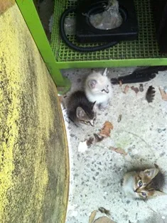 Gato ra a SRD idade 2 a 6 meses nome Filhotes da Alegria