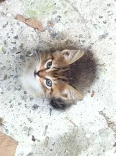 Gato ra a SRD idade 2 a 6 meses nome Filhotes da Alegria