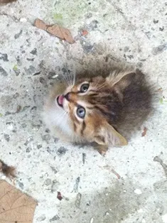 Gato ra a SRD idade 2 a 6 meses nome Filhotes da Alegria