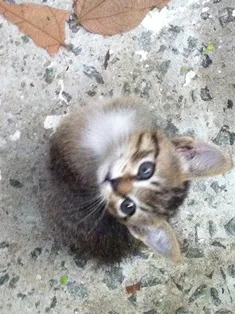 Gato ra a SRD idade 2 a 6 meses nome Filhotes da Alegria