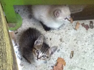 Gato ra a SRD idade 2 a 6 meses nome Filhotes da Alegria