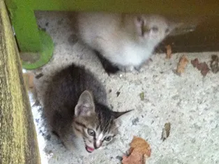 Gato ra a SRD idade 2 a 6 meses nome Filhotes da Alegria