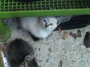 Gato ra a SRD idade 2 a 6 meses nome Filhotes da Alegria