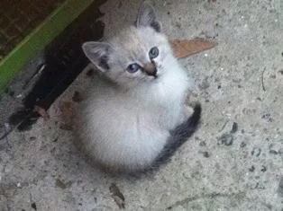 Gato ra a SRD idade 2 a 6 meses nome Filhotes da Alegria