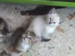 Gato ra a SRD idade 2 a 6 meses nome Filhotes da Alegria