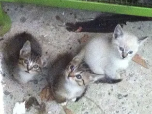 Gato ra a SRD idade 2 a 6 meses nome Filhotes da Alegria