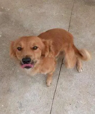 Cachorro ra a SRD idade 1 ano nome Zeus