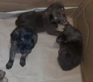Cachorro raça não definida idade Abaixo de 2 meses nome Sete filhotes