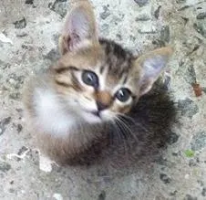 Gato ra a SRD idade 2 a 6 meses nome Filhotes da Alegria
