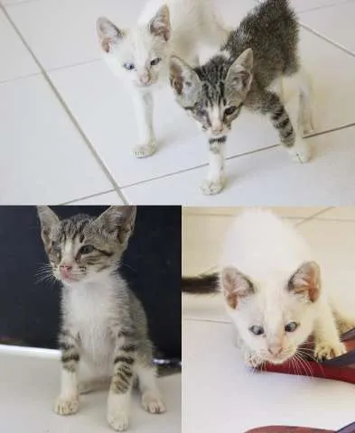 Gato raça SRD idade Abaixo de 2 meses nome Luan e Zanha