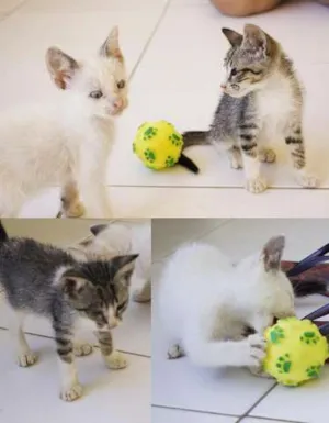 Gato raça SRD idade Abaixo de 2 meses nome Luan e Zanha